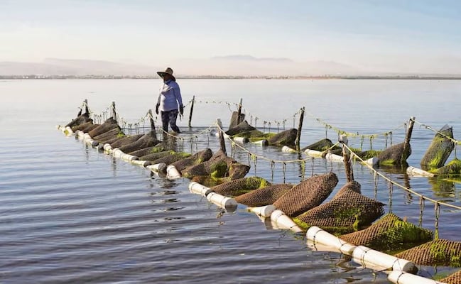 Proyecto multimedia de EL UNIVERSAL gana premio internacional de Covering Climate Now; reconocen trabajo sobre prosperidad marina