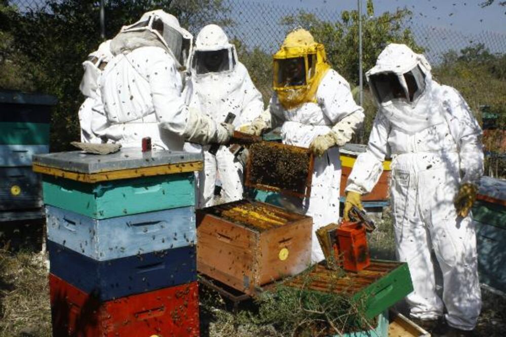 Pierde terreno miel del estado contra artificial