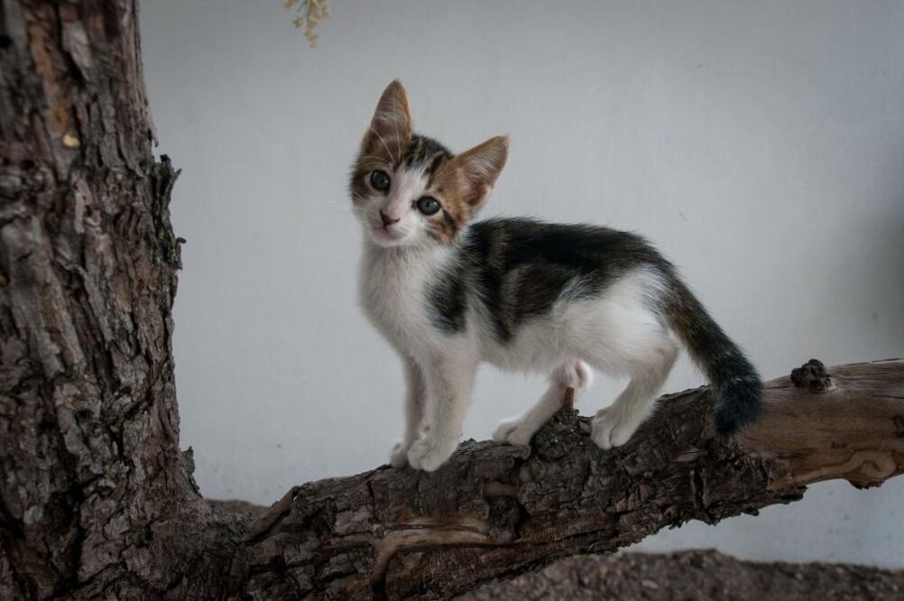 Este albergue temporal para perros y gatos donde después se ponen en adopción, actualmente resguarda 19 animales.