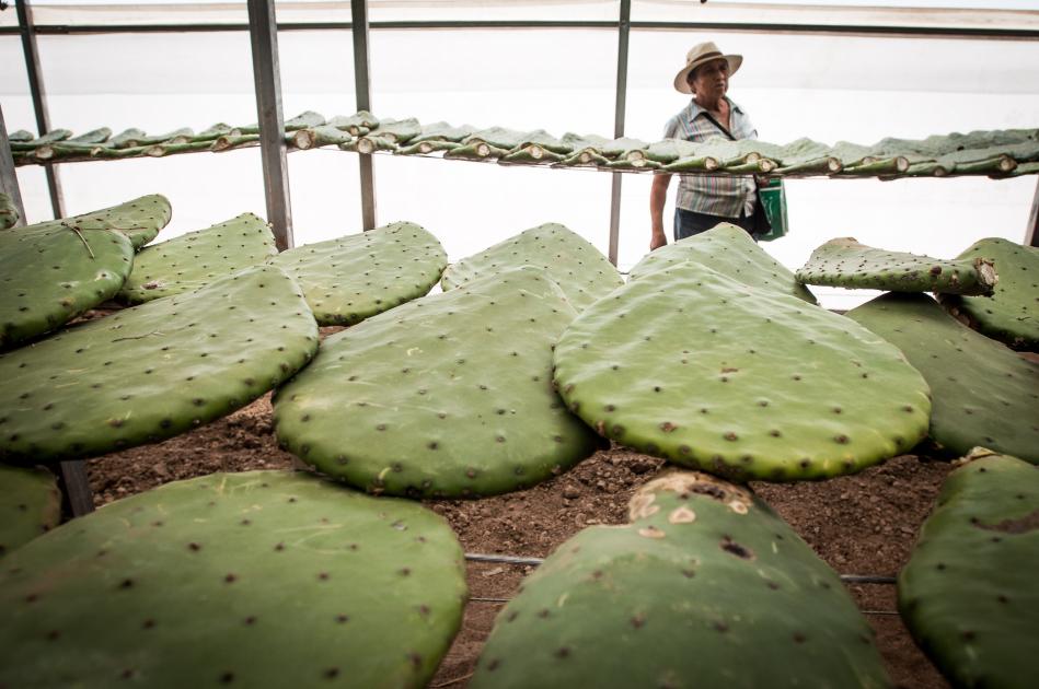 Impulsan cultivo de cochinilla