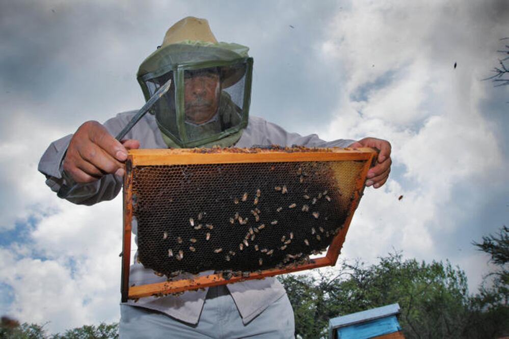 En la Sierra Gorda hay 40 apicultores, en todo el estado hay 4 mil 500 colmenas, cifra que ha disminuido, asegura diputado. (ARCHIVO. EL UNIVERSAL)