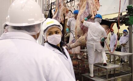 Proponen regular carne de cerdo