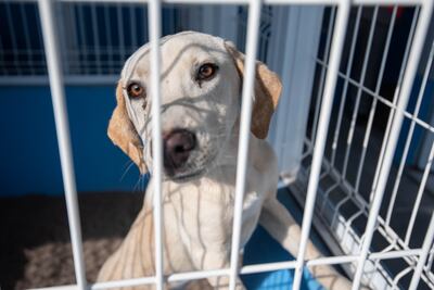 Abren nuevo centro para atención a perros y gatos en situación de calle