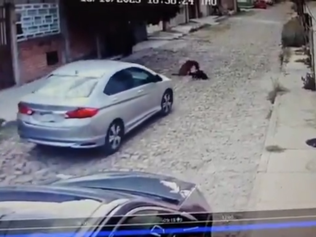 Conductor atropelló a tres perritos en San Juan del Río