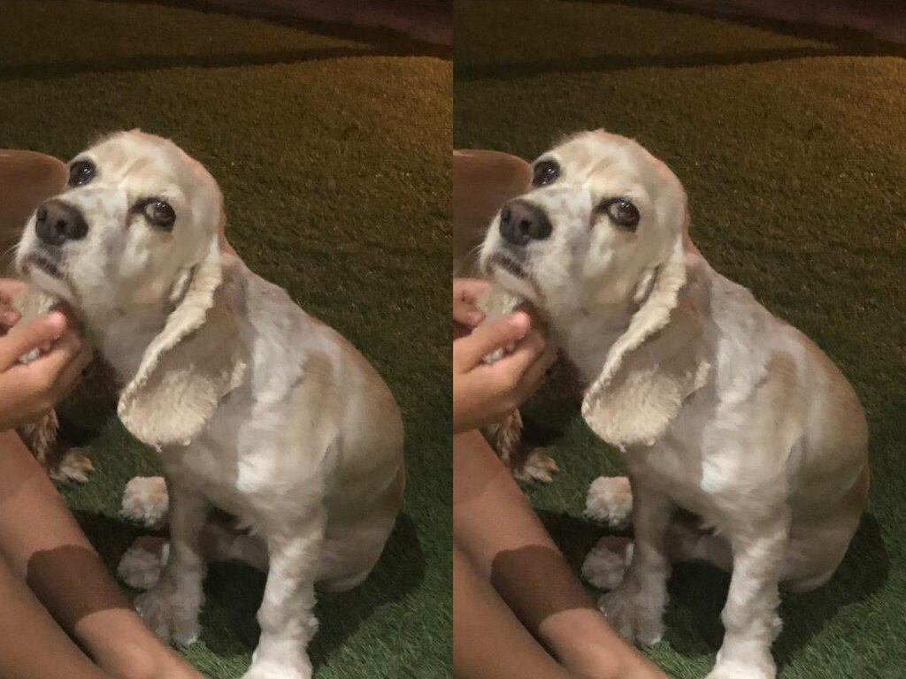 Buscan a la perrita Mía en Querétaro; se extravió el 27 de junio