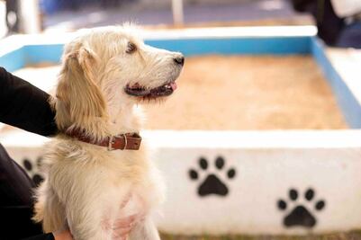 Abren Instituto Municipal del Cuidado Animal en Corregidora