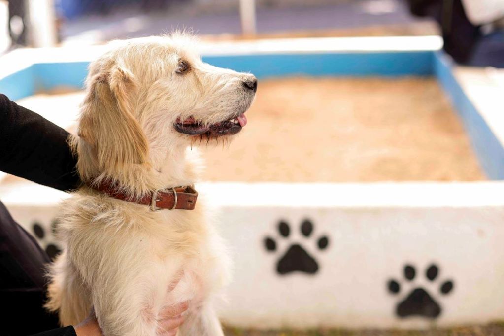 Instituto Municipal del Cuidado Animal en Corregidora. Foto: Especial