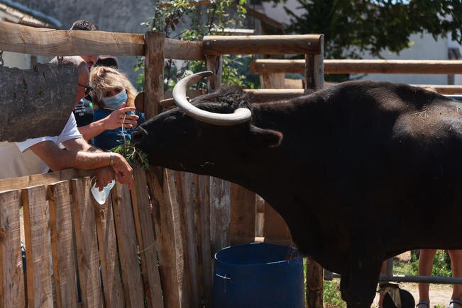 La Camarga. Donde la naturaleza reina