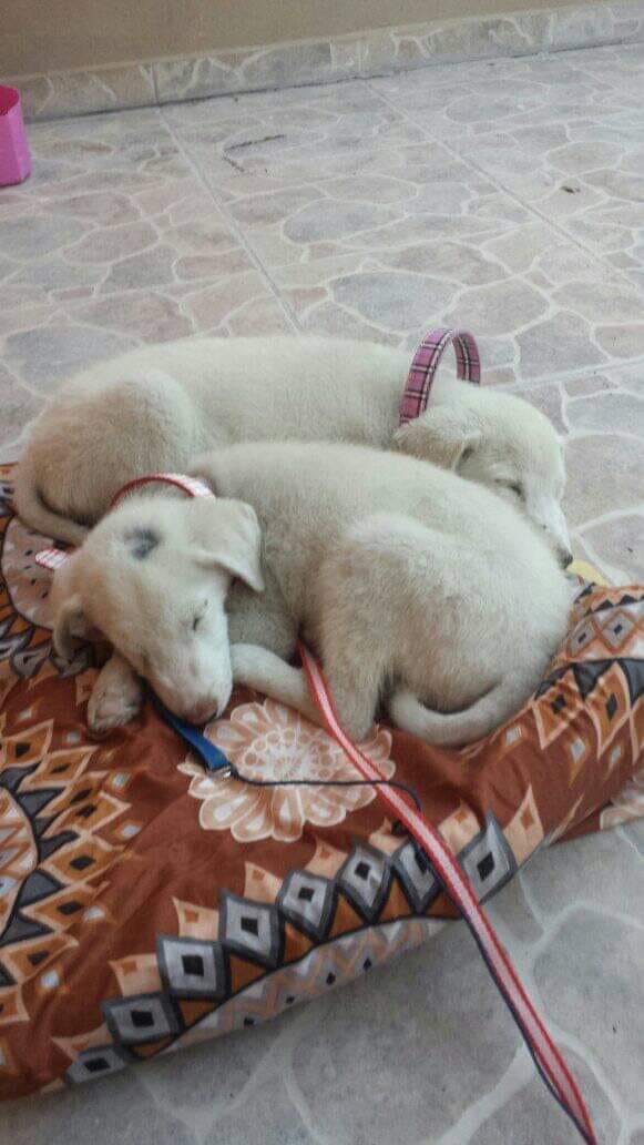 Perritos rescatados en Querétaro