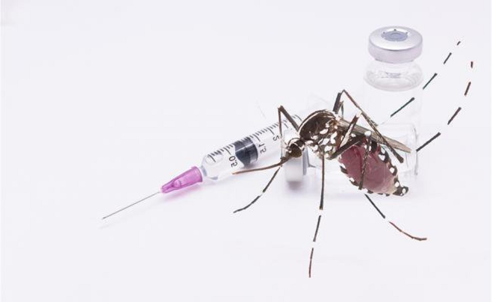 La fiebre amarilla se contagia a través del piquete de mosquito y no tiene cura. (Foto: Istock)