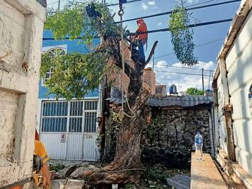 Se tuvo que caer el árbol para que autoridades atendieran denuncia ciudadana