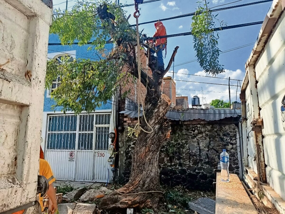 Se tuvo que caer el árbol para que autoridades atendieran denuncia ciudadana