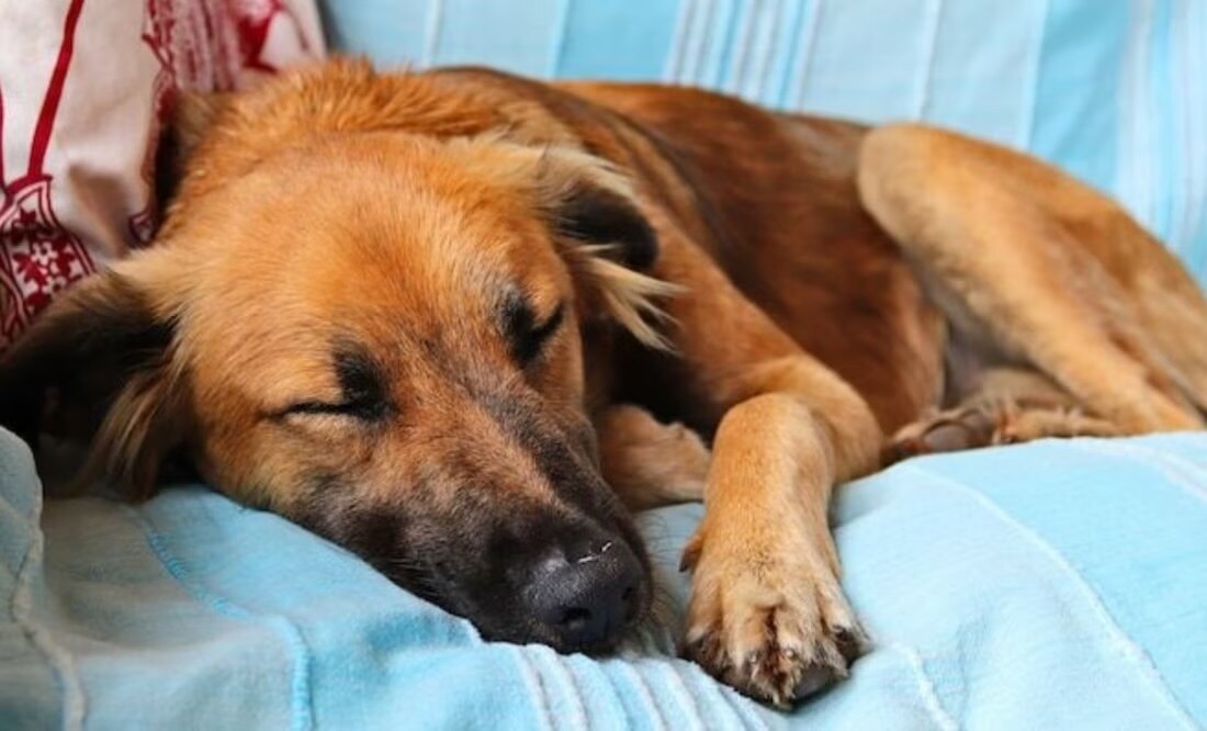 Este estudio científico reveló qué sueñan los perritos