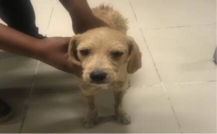 A un año de sufrir abuso sexual en Oaxaca, adoptan a “Lucho” pero la justicia no llega