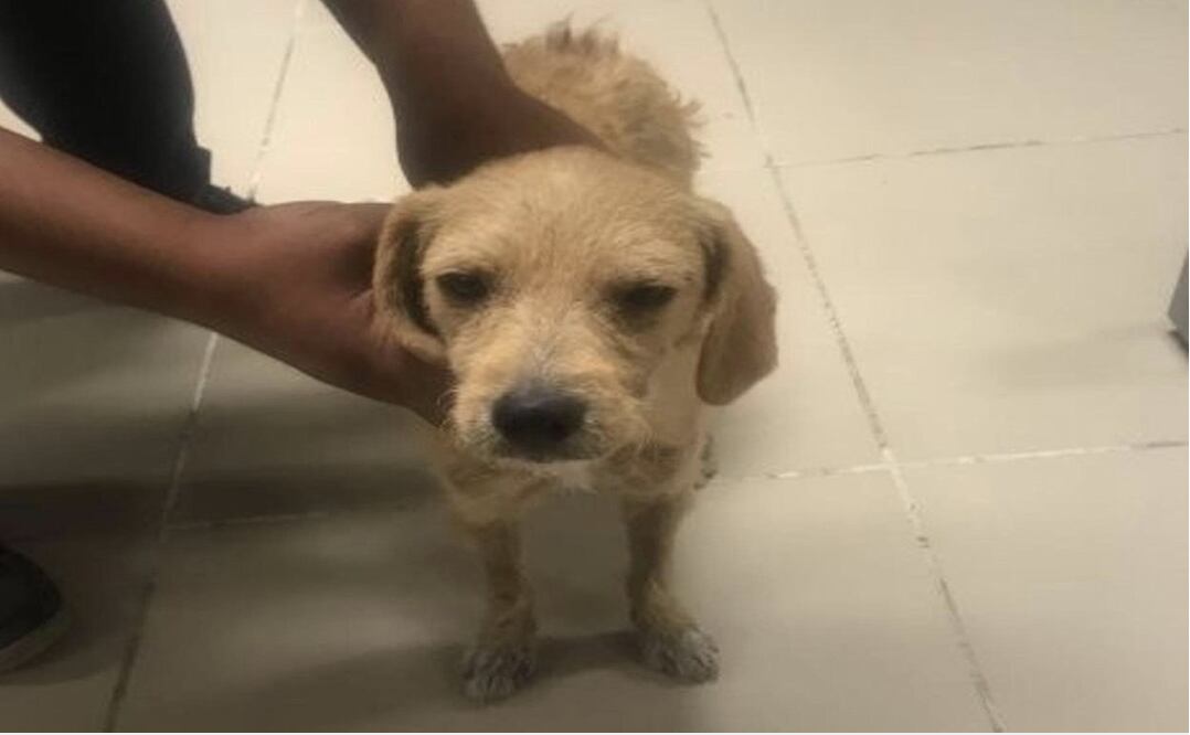 A un año de sufrir abuso sexual en Oaxaca, adoptan a “Lucho” pero la justicia no llega