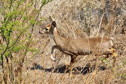 Reportan avistamientos de venados en El Marqués; el IMPA emite recomendaciones