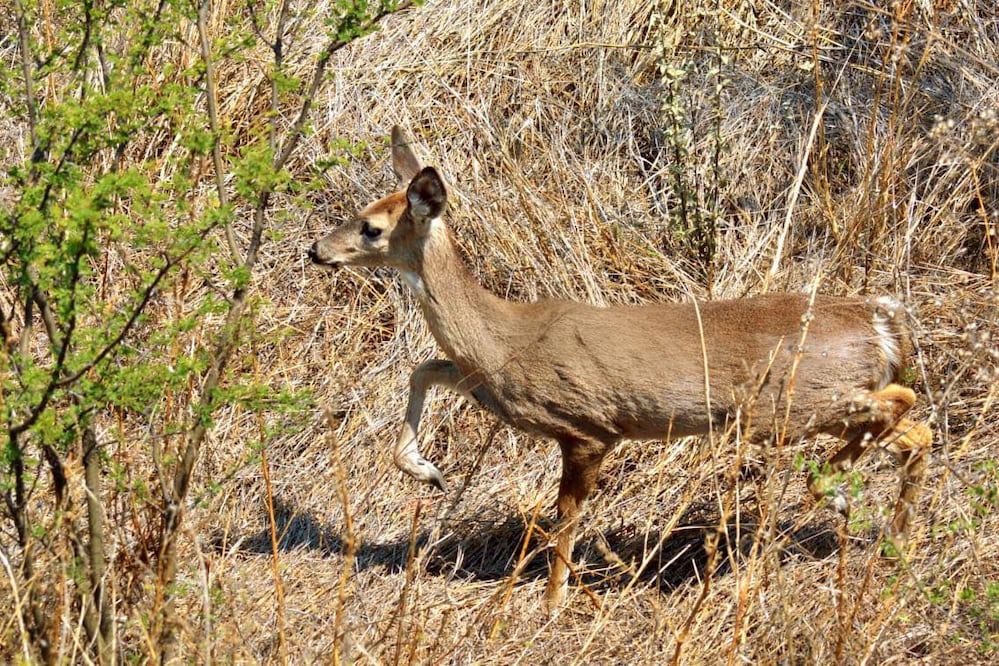 Foto. Facebook IMPA El Marqués