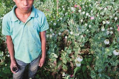 Avalan 9 mandatarios regular amapola