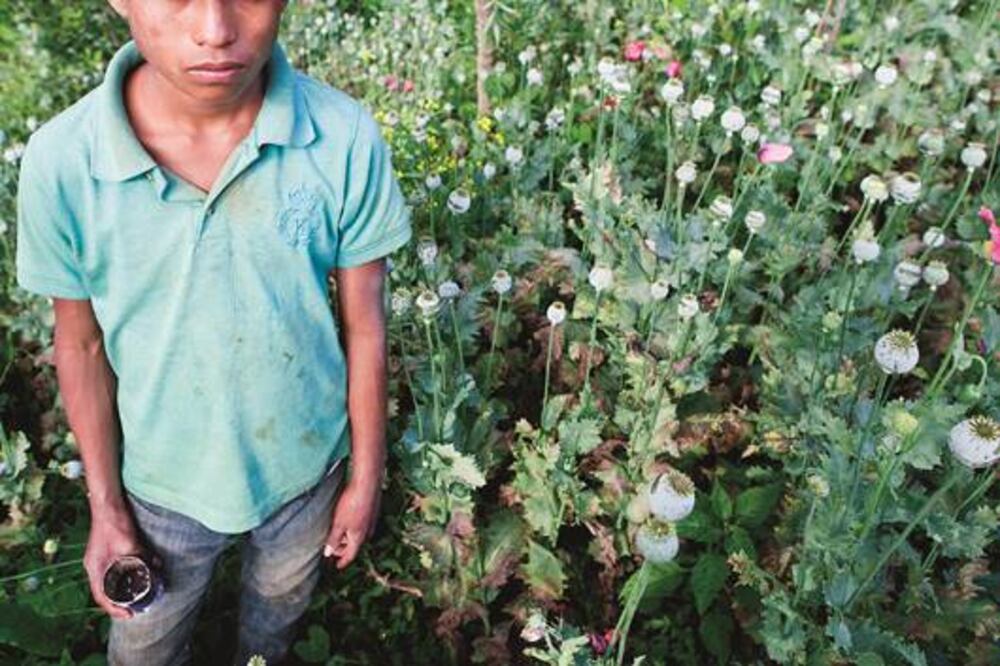 Avalan 9 mandatarios regular amapola