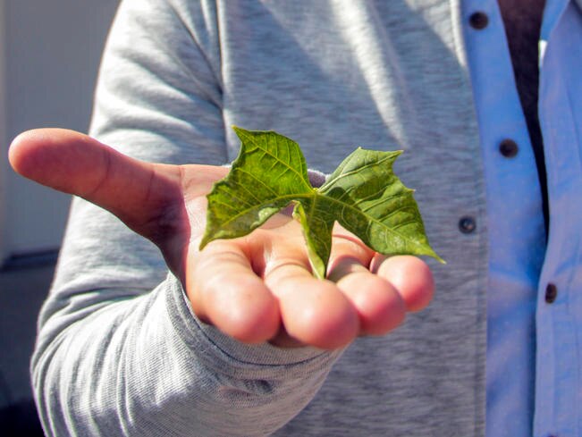 Estudian efectos de hoja de chaya sobre el cáncer