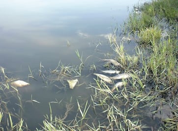Atribuyen al frío muerte de peces