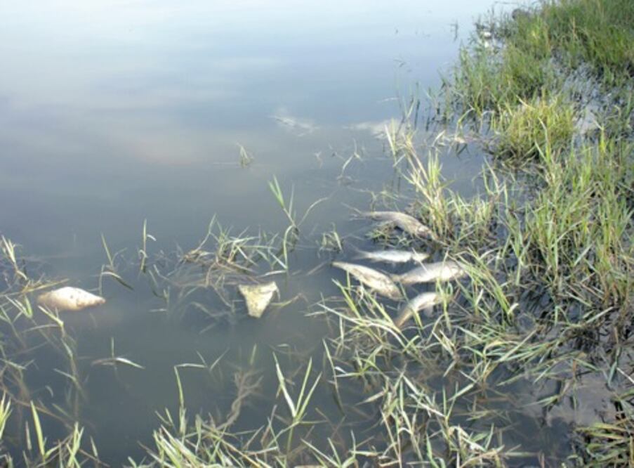 Atribuyen al frío muerte de peces