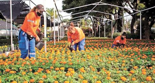 50 mil flores adornarán la ciudad de Querétaro