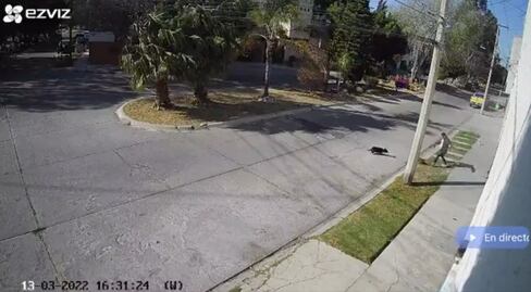 Sujeto golpea a perrito Chihuahua; Fiscalía ya investiga caso en San Luis Potosí