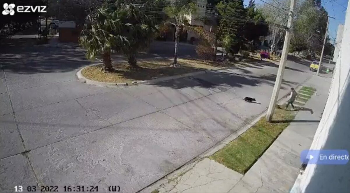 Sujeto golpea a perrito Chihuahua; Fiscalía ya investiga caso en San Luis Potosí