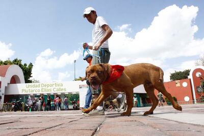 Celebran el Día del Perro en parque Alcanfores