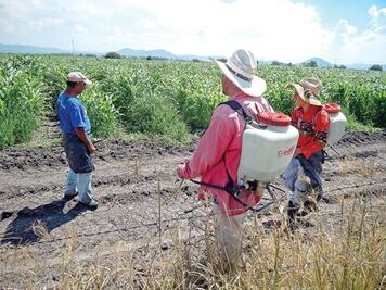 Controlan plagas en campos de SJR