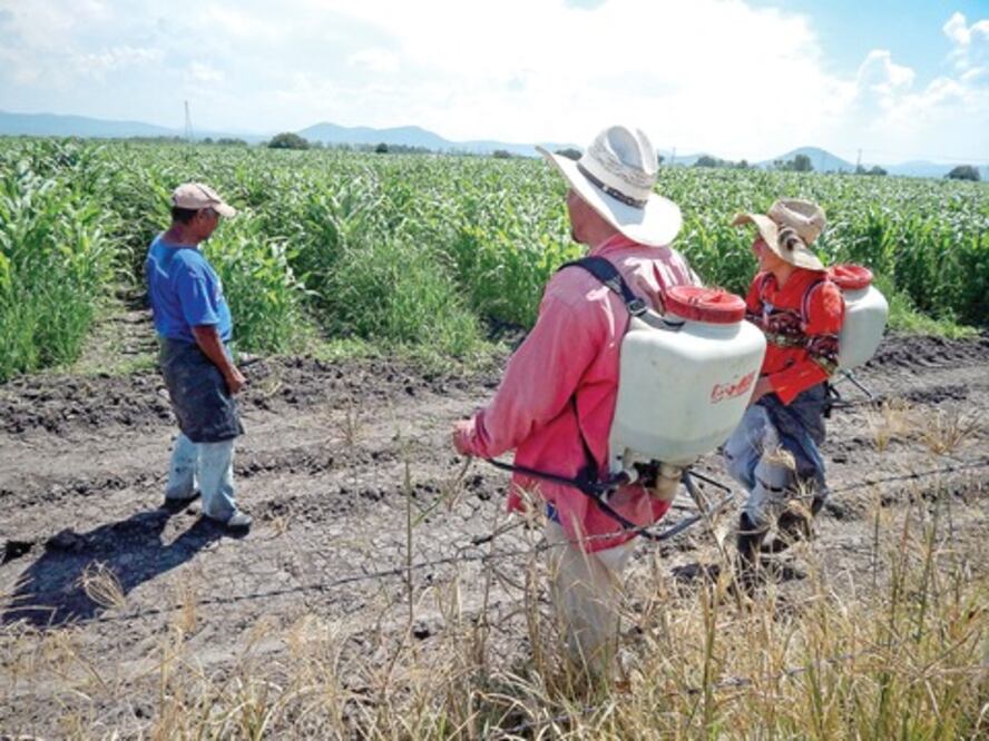 Controlan plagas en campos de SJR