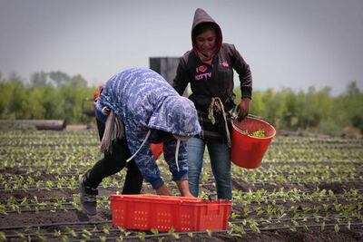 Campo queretano espera temporada de lluvia: SEDEA 