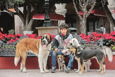 Proponen regular a los paseadores de perros 