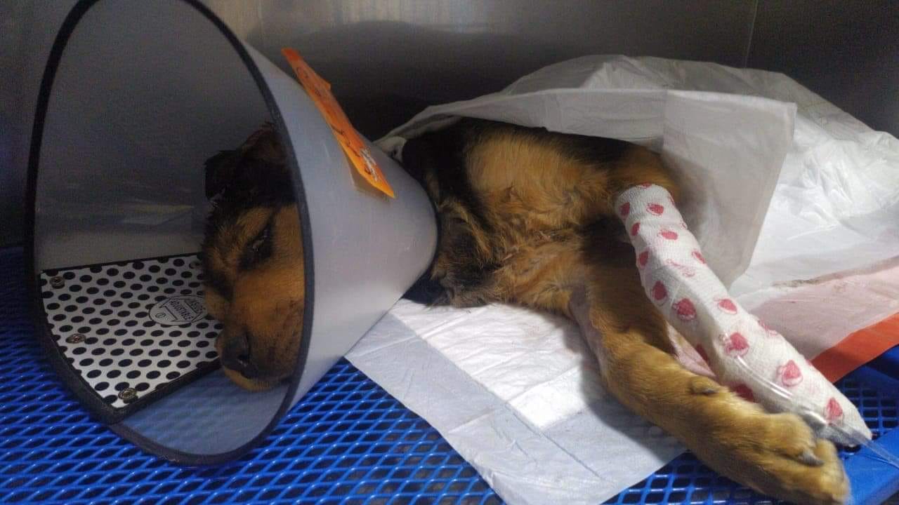 Denuncian ataque de pitbulls en la capital queretana; hirieron a un perrito