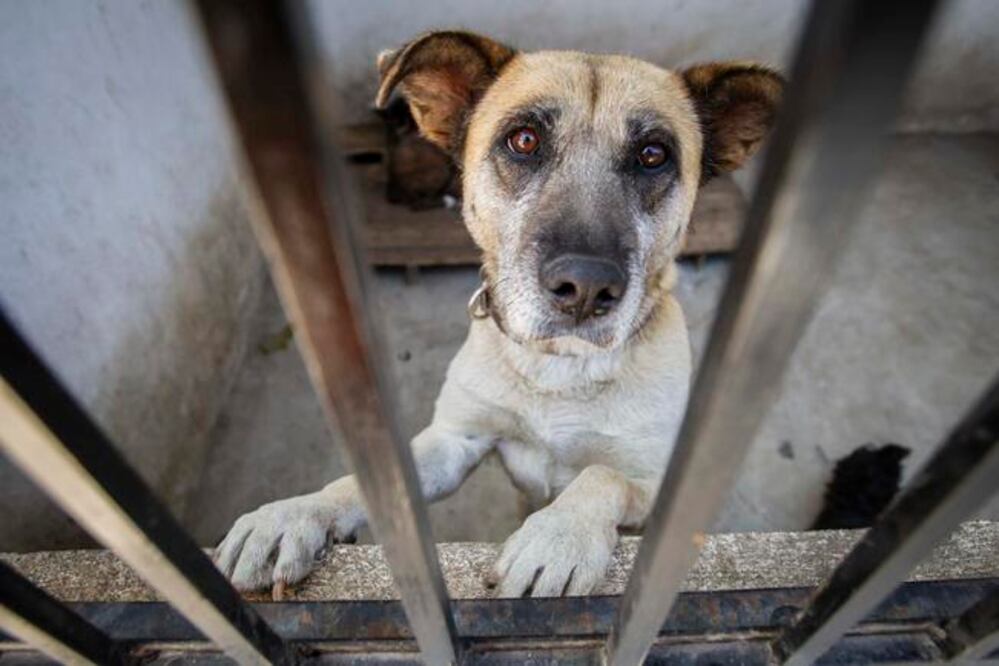 Foto: Archivo. El Universal