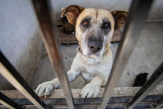 Detectan irregularidades y maltrato animal en Secretaría de Bienestar Animal de Querétaro; 13 empleados separados del cargo