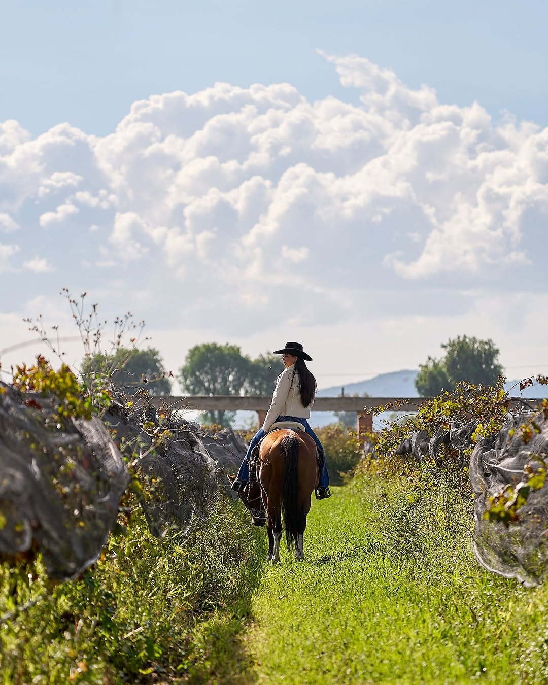 Recorridos por los viñedos a caballo. Foto: vinedosfreixenetmexico