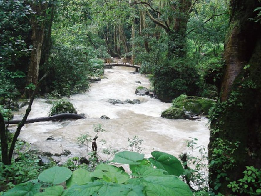 Alertan por escasez de bordos en municipio