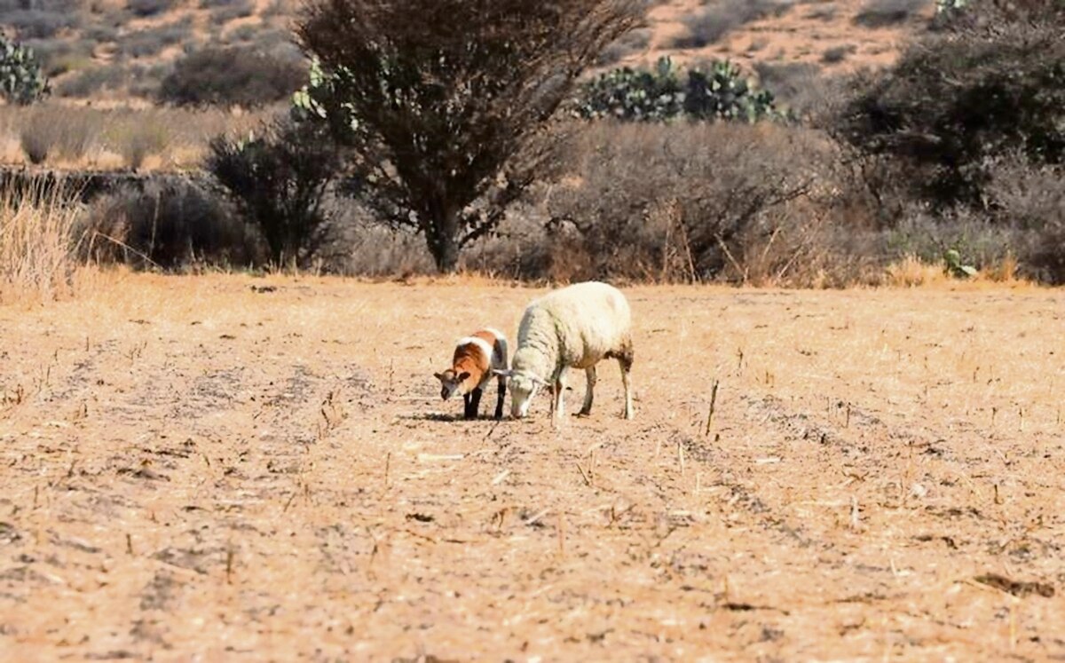 Enviarán pipas de agua a comunidades queretanas afectadas por sequía