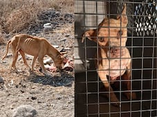 Rescatan a perrito que presentaba desnutrición severa y signos de abandono en El Marqués