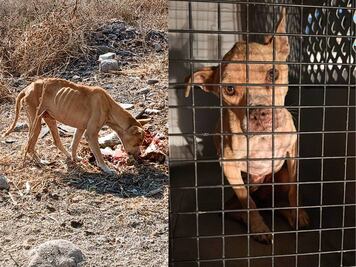 Rescatan a perrito que presentaba desnutrición severa y signos de abandono en El Marqués