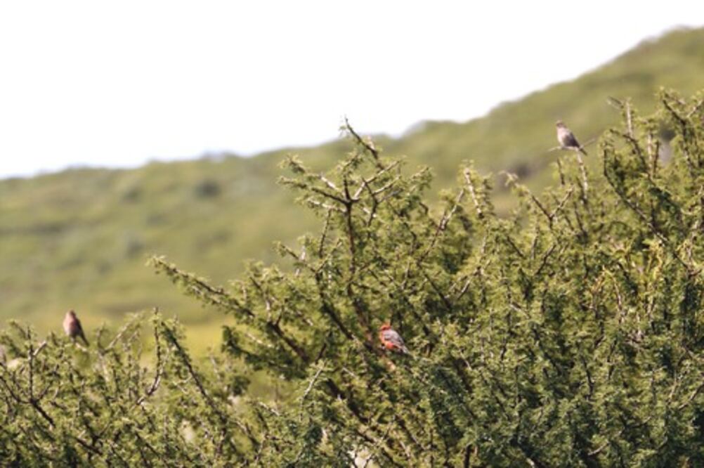 Urge conservar vida silvestre