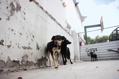 Crece abandono de perros en SJR