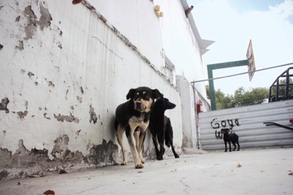 Crece abandono de perros en SJR