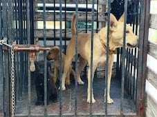 Rescatan a perrita y sus dos cachorros en condiciones de abandono en San Juan del Río