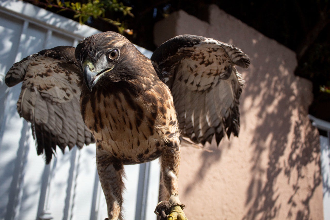 Video. Águila choca contra edificio en Querétaro