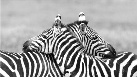 5 animales que podrían ayudarnos a vencer enfermedades humanas