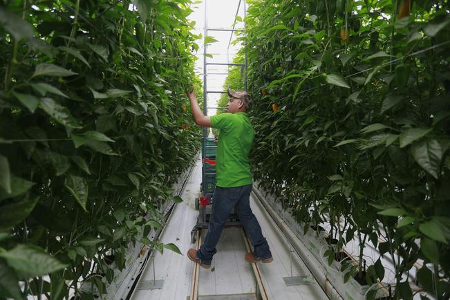 La planta ubicada en Corregidora producirá más de 11 mil toneladas anuales de pimiento morrón y especialidades (ESPECIAL)