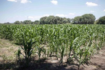 Afecta plaguicida a productores de SJR